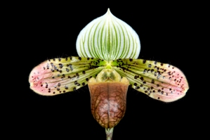 Paphiopedilum Macabre Venus SVO Royal Basin HCC/AOS 78 pts.